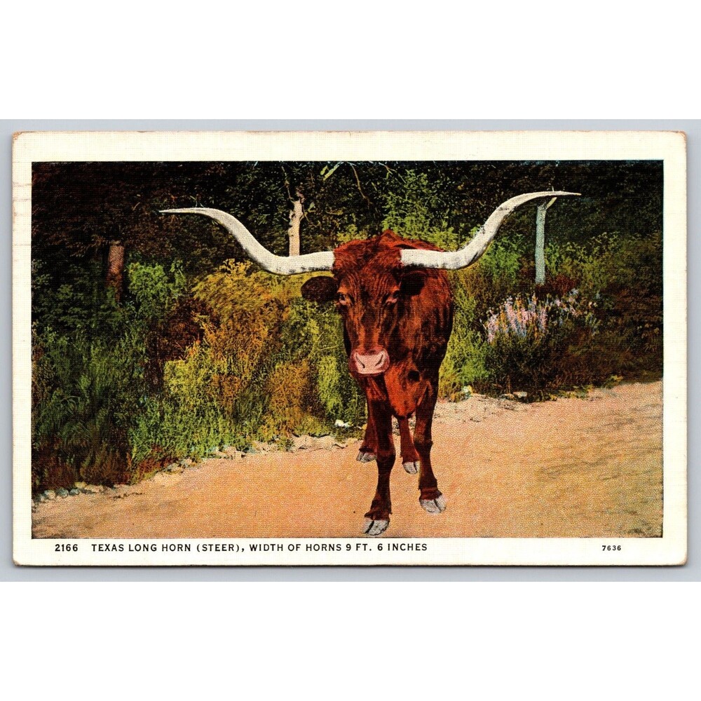 Postcard Texas Long Horn Steer Horns 9' 6" Cattle Range Posted 1936 Longhorn VTG